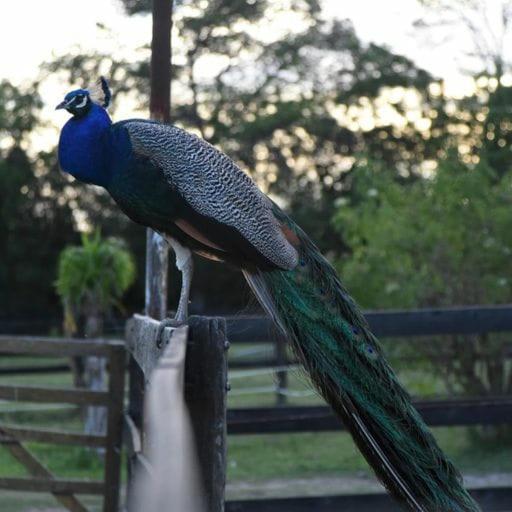 Belén de Escobar Finca La Pasionaria - Conectandonos 빌라 외부 사진